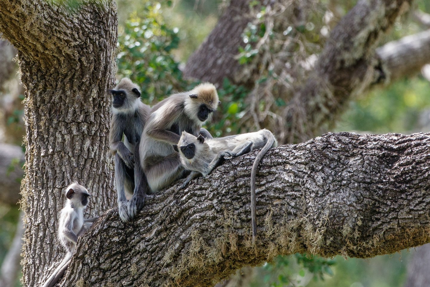 Südlicher Hanuman-Langur